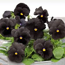 Black Pansy Flower Seeds for Planting Heirloom Non-GMO High Germination Organic Garden Seeds