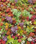 Mixed Sedum Flower Seeds for Planting – Heirloom Non-GMO, High Germination, Cut Flower Favorite