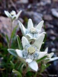 White Edelweiss Flower Seeds for Planting – Heirloom, Non-GMO, High Germination Organic Garden Seeds