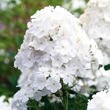 Drummondii Flower Seeds for Planting | Heirloom Non-GMO High Germination Organic Garden Seeds