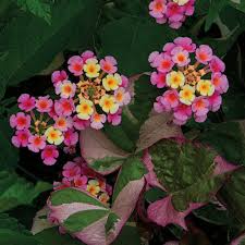 Pink Lantana Flower Seeds for Planting | Cut Flower Favorite Heirloom Non-GMO Organic Garden Seeds