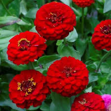 Deep Red Zinnia Flower Seeds for Planting – Wildflower Heirloom, Non-GMO, High Germination Garden Seeds