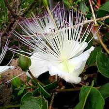 White Capparis Spinosa Flower Seeds for Planting – Perfect for Borders, Heirloom, Non-GMO, High Germination Organic Garden Seeds