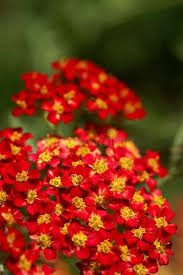 Yarrow Flower Seeds for Planting - Heirloom, Non-GMO, High Germination Organic Garden Seeds