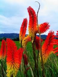 Red Yellow Poker Flower Seeds for Planting – Heirloom, Non-GMO, High Germination Organic Garden Seeds