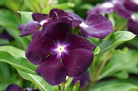 Purple Periwinkle Flower Seeds for Planting – Heirloom, Non-GMO, Easy to Grow Organic Garden Seeds