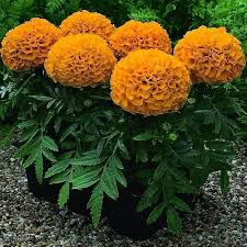 Marigolds Flower Seeds for Planting – Bright Blooms, Heirloom, Non-GMO, High Germination Garden Seeds
