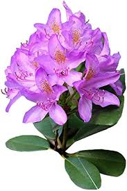 Heirloom Rhododendron Flower Seeds for Planting – Cottage Garden Essential, Non-GMO, High Germination Organic Garden Seeds