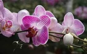 White Pink Phalaenopsis Orchid Seeds for Planting – Heirloom, Non-GMO Colorful Display, High Germination