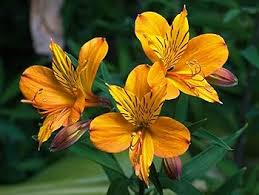 Alstroemeria Flower Seeds for Planting – Heirloom, Non-GMO, Compact Growth Organic Garden Seeds