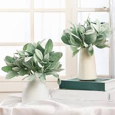 Green Lambs Ear Flower Seeds for Planting – Shade Tolerant, Heirloom, Non-GMO, High Germination Organic Garden Seeds