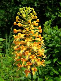 Fringed Orchid Flower Seeds for Planting – Heirloom, Non-GMO, Perfect for Borders Organic Garden Seeds