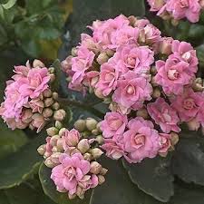 Pink Kalanchoe Flower Seeds for Planting – Heirloom, Non-GMO, Low Maintenance Organic Garden Seeds