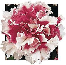 Petunia Double GF Pirouette Rose Flower Seeds for Planting – Heirloom, Non-GMO, Compact Growth
