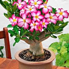 Adenium Obesum Flower Seeds – Heirloom, Non-GMO, High Germination Organic Garden Seeds