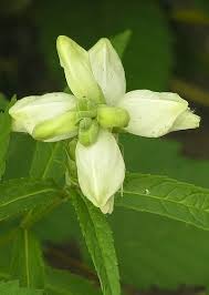 Chelone Glabra Flower Seeds for Planting – Heirloom, Non-GMO, High Germination Organic Garden Seeds