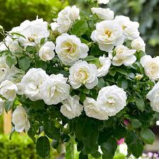 White Rose Flower Seeds for Planting – Bright Blooms, Heirloom, Non-GMO, High Germination Organic Garden Seeds