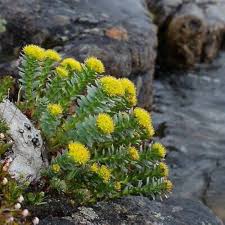 Rhodiola Rosea Flower Seeds – Heirloom, Non-GMO, Easy-to-Grow Organic Garden Seeds for Planting