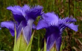 Gentiana Crinita Flower Seeds – Heirloom, Non-GMO, Pollinator-Friendly Organic Garden Seeds for Planting