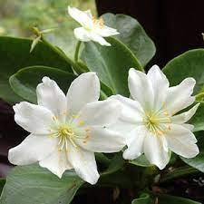 Flower Seeds, Seeds,Seeds For Planting,Plant Seeds