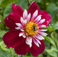 Night Butterfly Dahlia Flower Seeds for Planting | Heirloom Non-GMO Organic Garden Seeds
