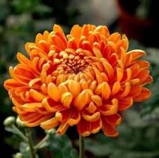 Yellow &amp; Orange Chrysanthemum Flower Seeds for Planting | Heirloom Non-GMO High Germination Organic Garden Seeds