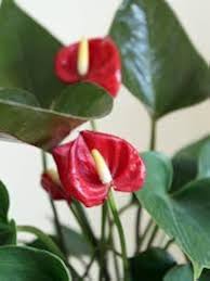 Red Anthurium Seeds for Planting – Compact Growth, Heirloom, Non-GMO Organic Garden Seeds