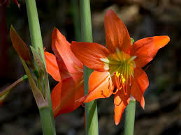 Orange Hippeastrum Rutilum Flower Seeds for Planting – Wildflower Mix, Heirloom, Non-GMO