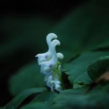 Swan Flower Seeds for Planting – Heirloom, Non-GMO, High Germination Organic Garden Seeds