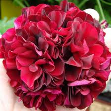 Dark Red Pelargonium Flower Seeds for Planting – Heirloom, Non-GMO, High Germination Organic Garden Seeds