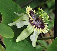 Colinvauxii Passion Flower Seeds for Planting – Heirloom, Non-GMO, Colorful Display Organic Garden Seeds
