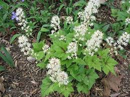 White Tiarella Wherryi Flower Seeds for Planting – Low Maintenance Heirloom Non-GMO Seeds