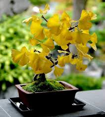 Ginkgo Flower Seeds for Planting – Heirloom, Non-GMO, Fragrant Blossoms, High Germination
