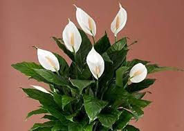 Spathiphyllum Flower Seeds for Planting – Heirloom, Non-GMO, High Germination Organic Garden Seeds