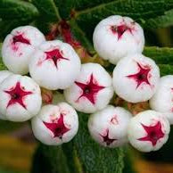 Fruit Seeds,Garden seeds, Seeds For Planting,Plant Seeds