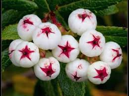 Fruit Seeds,Garden seeds, Seeds For Planting,Plant Seeds