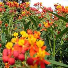 Asclepias Flower Seeds for Planting – Fragrant Blossoms, Heirloom & Non-GMO Seeds