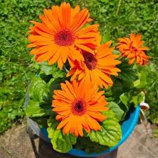 Orange Marguerite Flower Seeds for Planting – Heirloom Non-GMO, High Germination Organic Garden Seeds