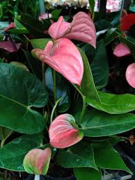 Pink Anthurium Andraeanum Flower Seeds for Planting – Heirloom, Non-GMO, Low-Maintenance High Germination Seeds