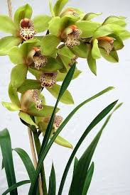 Green Cymbidium Orchid Flower Seeds for Planting – Shade-Tolerant, Heirloom & Non-GMO, High Germination