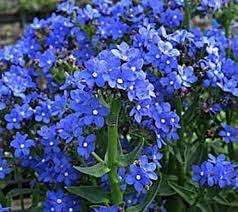 Anchusa Flower Seeds for Planting – Drought Tolerant, Heirloom, Non-GMO