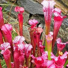 Sarracenia Flower Seeds for Planting – Heirloom, Non-GMO, Wildflower Mix Organic Garden Seeds