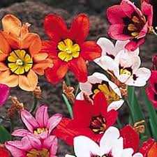 Sparaxis Tricolor Rose Flower Seeds for Planting – Colorful Heirloom, Non-GMO, High Germination Garden Seeds