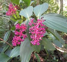 Pink Myriantha Flower Seeds for Planting | Heirloom Non-GMO Organic Garden Seeds