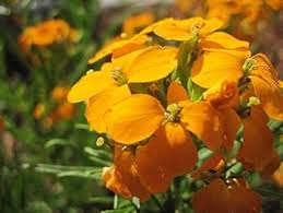 Siberian Flower Seeds for Planting – Low Maintenance, Heirloom, Non-GMO, High Germination