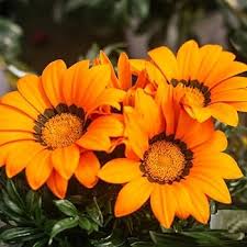 Dark Yellow Gazania Flower Seeds for Planting – Heirloom, Non-GMO, Pollinator Friendly Garden Seeds