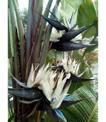 White Strelitzia Flower Seeds for Planting – Heirloom, Non-GMO, Garden Favorite, High Germination