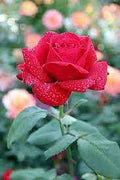 Rose Flower Seeds for Planting – Heirloom, Non-GMO, Long Bloom Season, High Germination