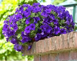 Double Violet Petunia Flower Seeds for Planting – Heirloom, Non-GMO, Cottage Garden Essential Organic Seeds