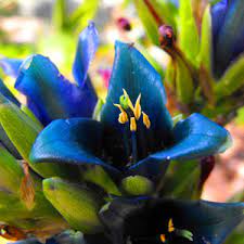 Flower Seeds, Seeds,Seeds For Planting,Plant Seeds